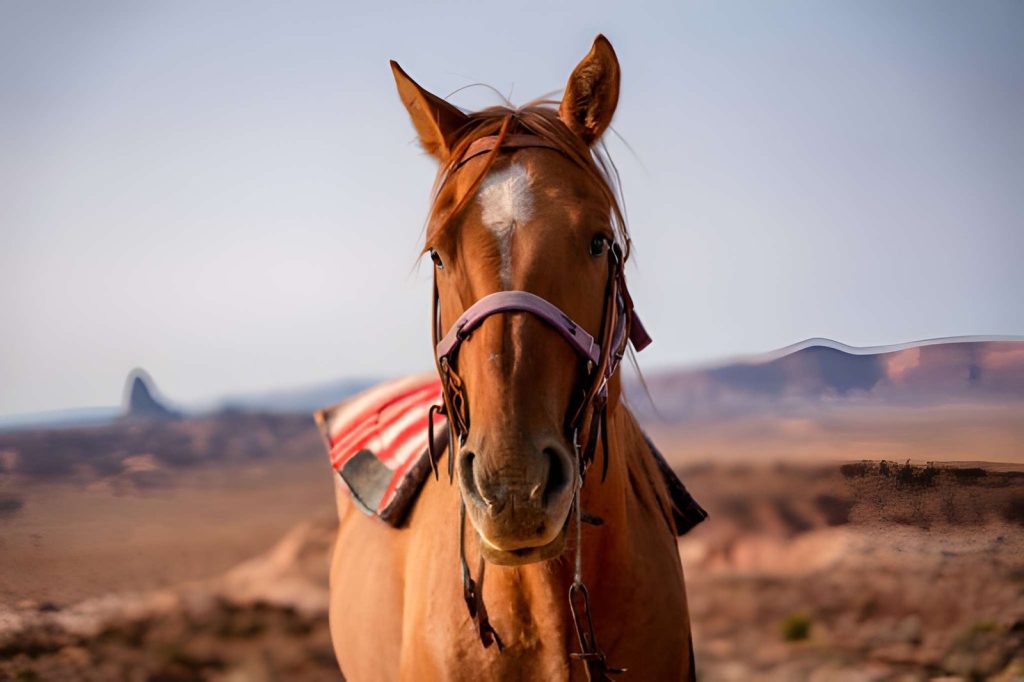 Siwa Oasis Horse Riding